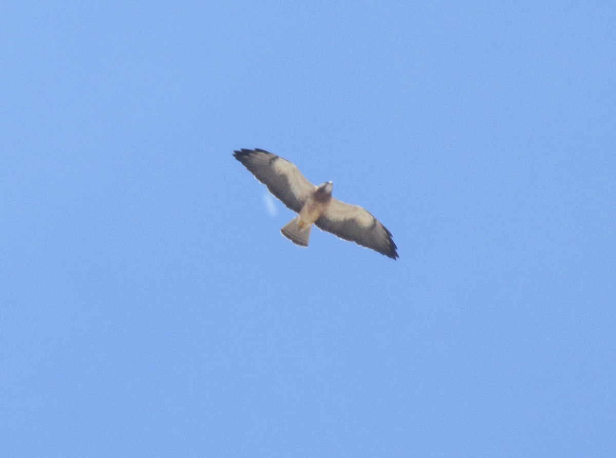 Swainson's Hawk - ML156258931