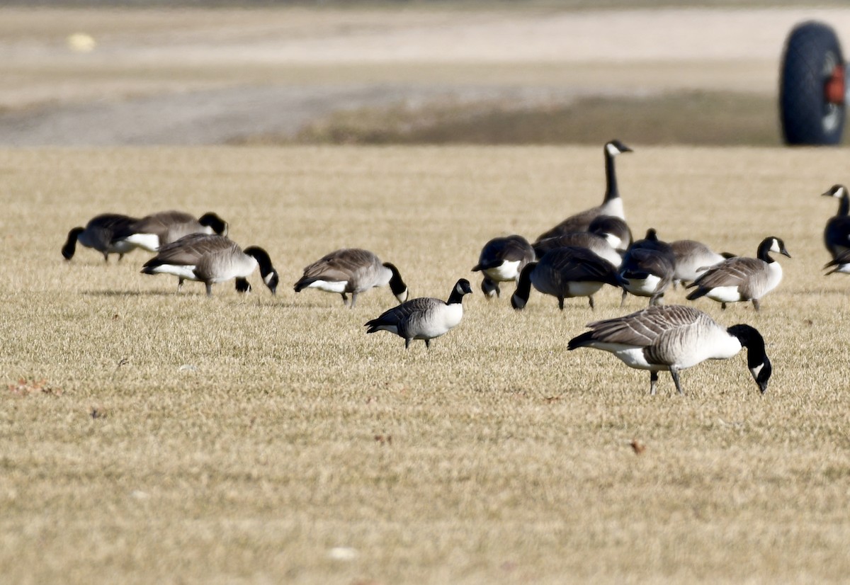 Cackling Goose - ML156259611