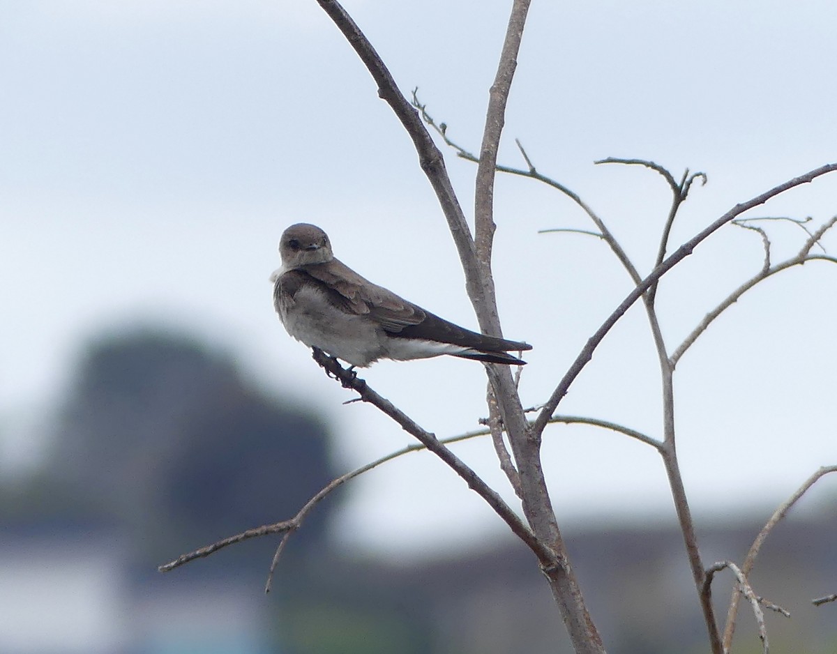 Northern Rough-winged Swallow - ML156260951