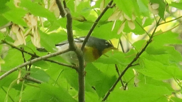 Northern Parula - ML156262511