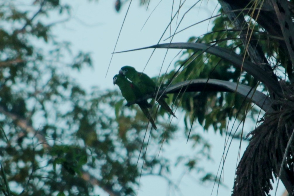 Red-shouldered Macaw - ML156265111