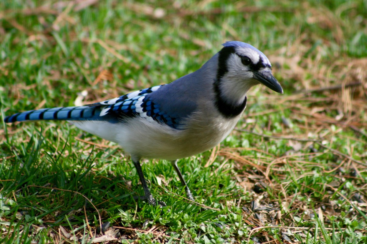 Blue Jay - ML156266051