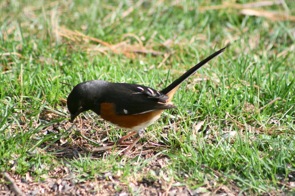 Eastern Towhee - ML156266391