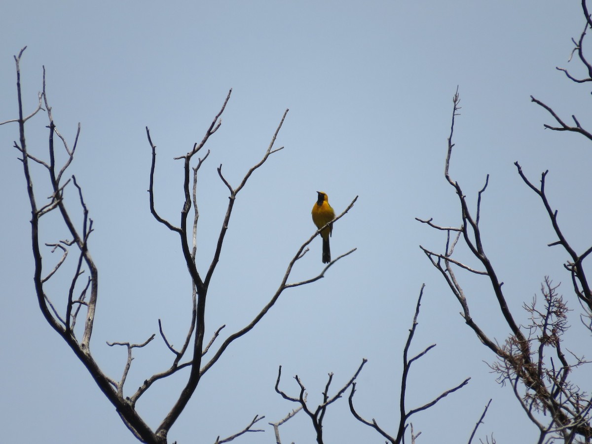 Hooded Oriole - ML156267201