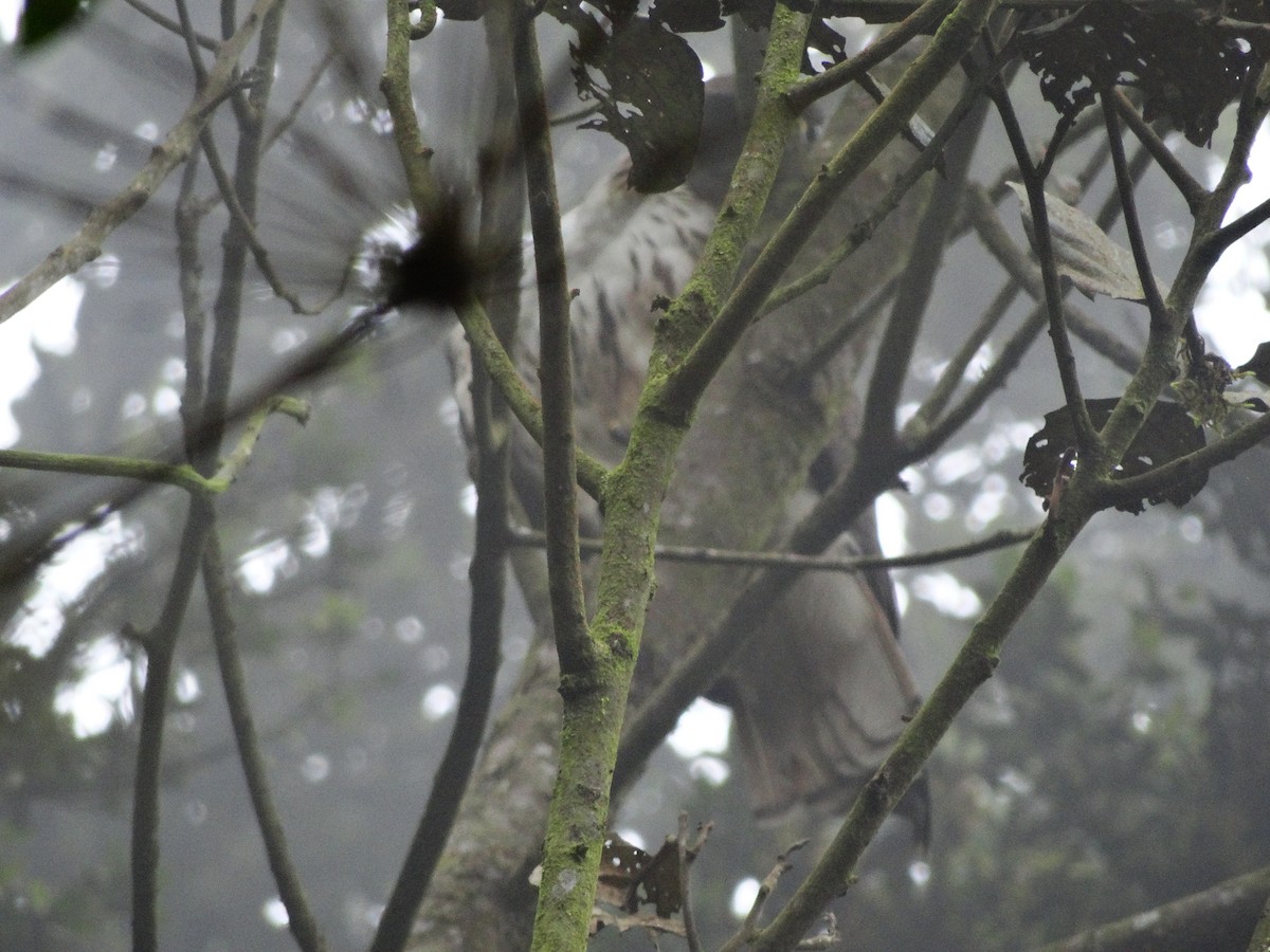 Red-tailed Hawk - ML156270231