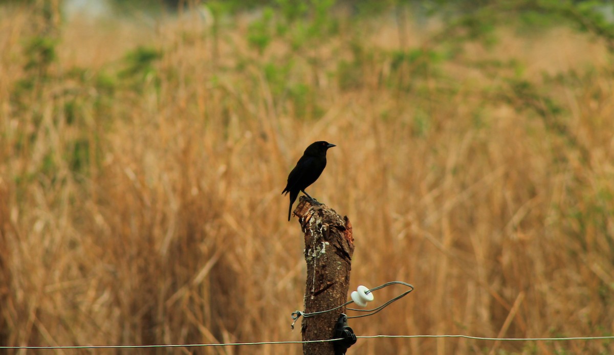 Bronzed Cowbird - ML156270291