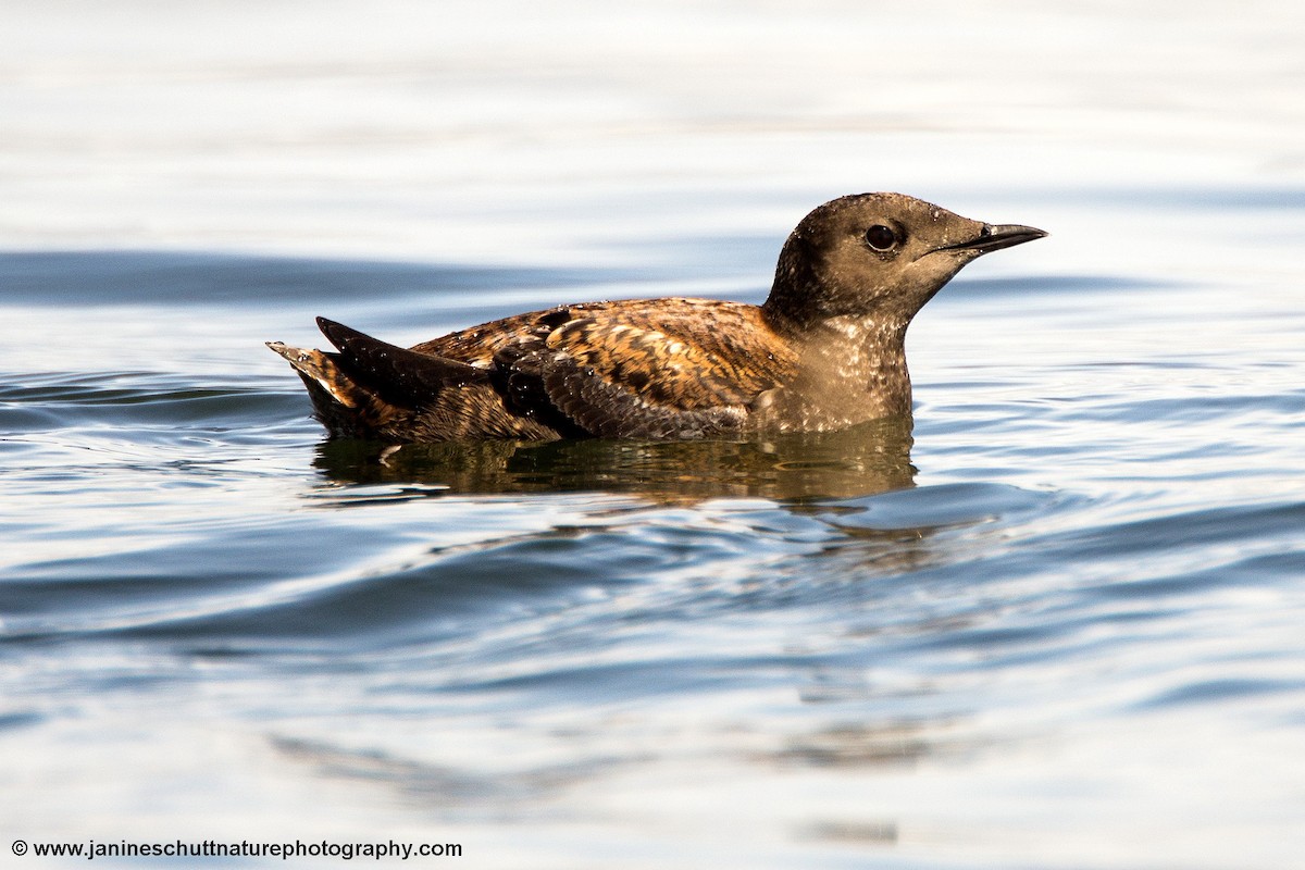 Marbled Murrelet - Janine Schutt