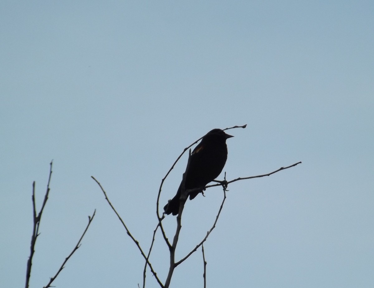 Red-winged Blackbird - ML156271391