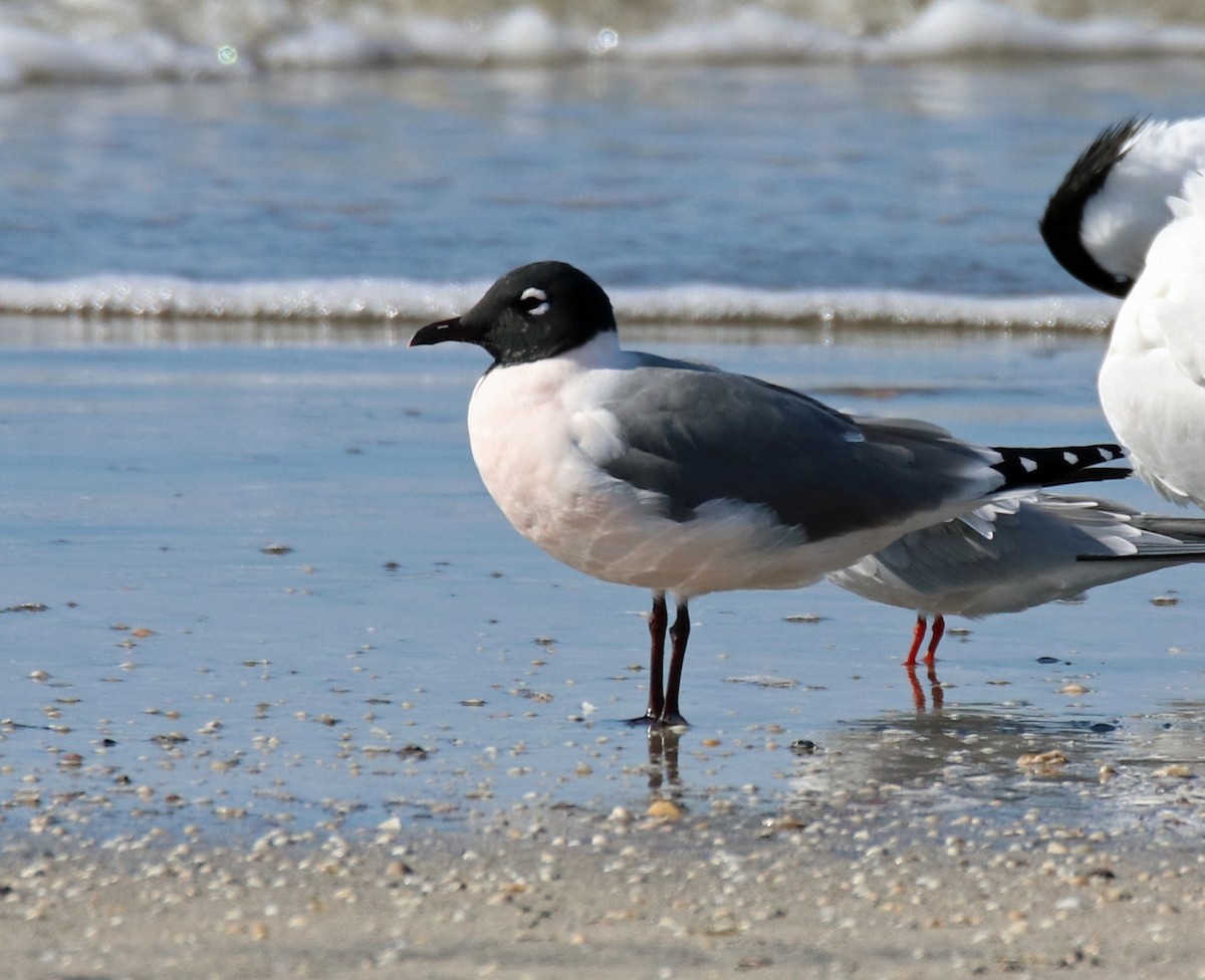 Franklin's Gull - Steve Mayes