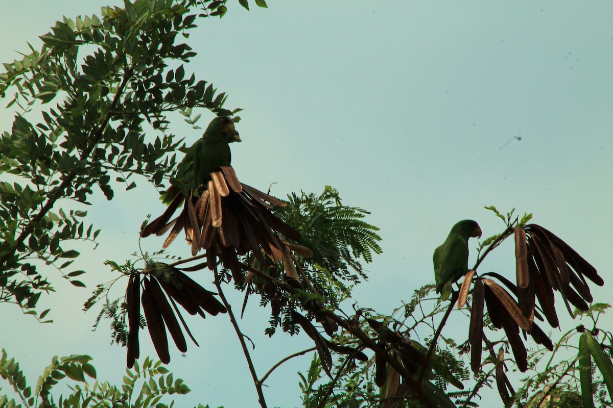 White-fronted Parrot - ML156272541