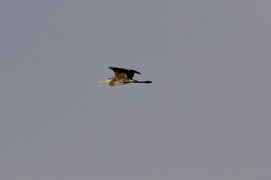 Great Blue Heron - ML156273611