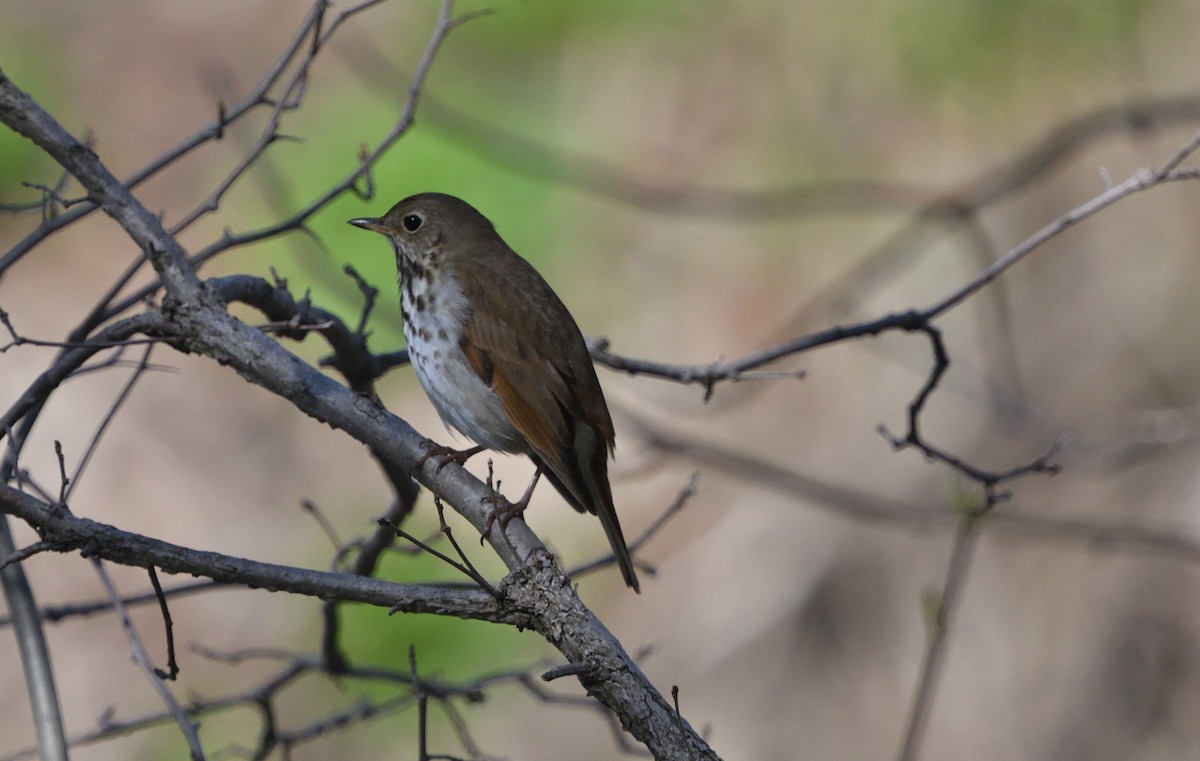 Hermit Thrush - ML156274231