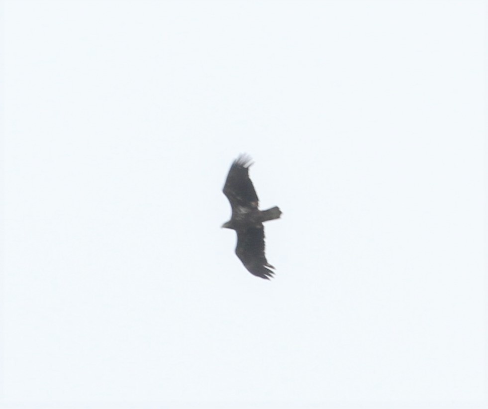 Bald Eagle - ML156274541