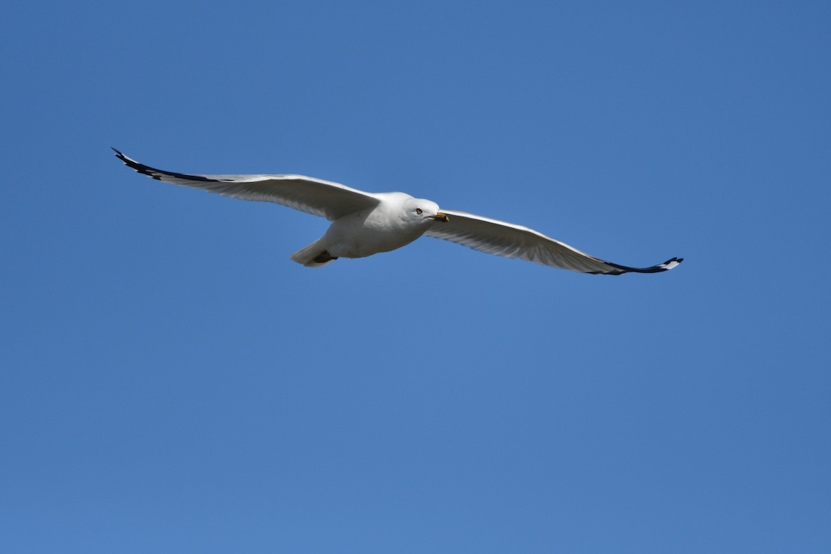 Ring-billed Gull - ML156274611