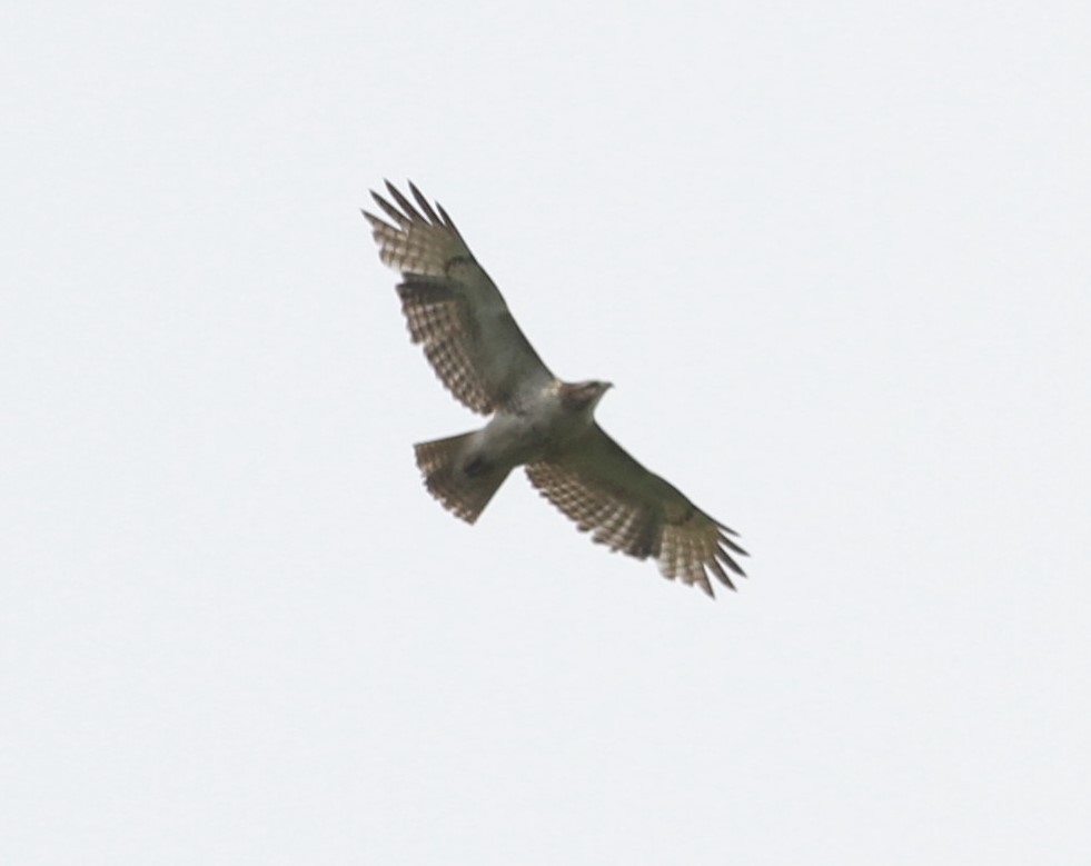 Red-tailed Hawk - ML156274621