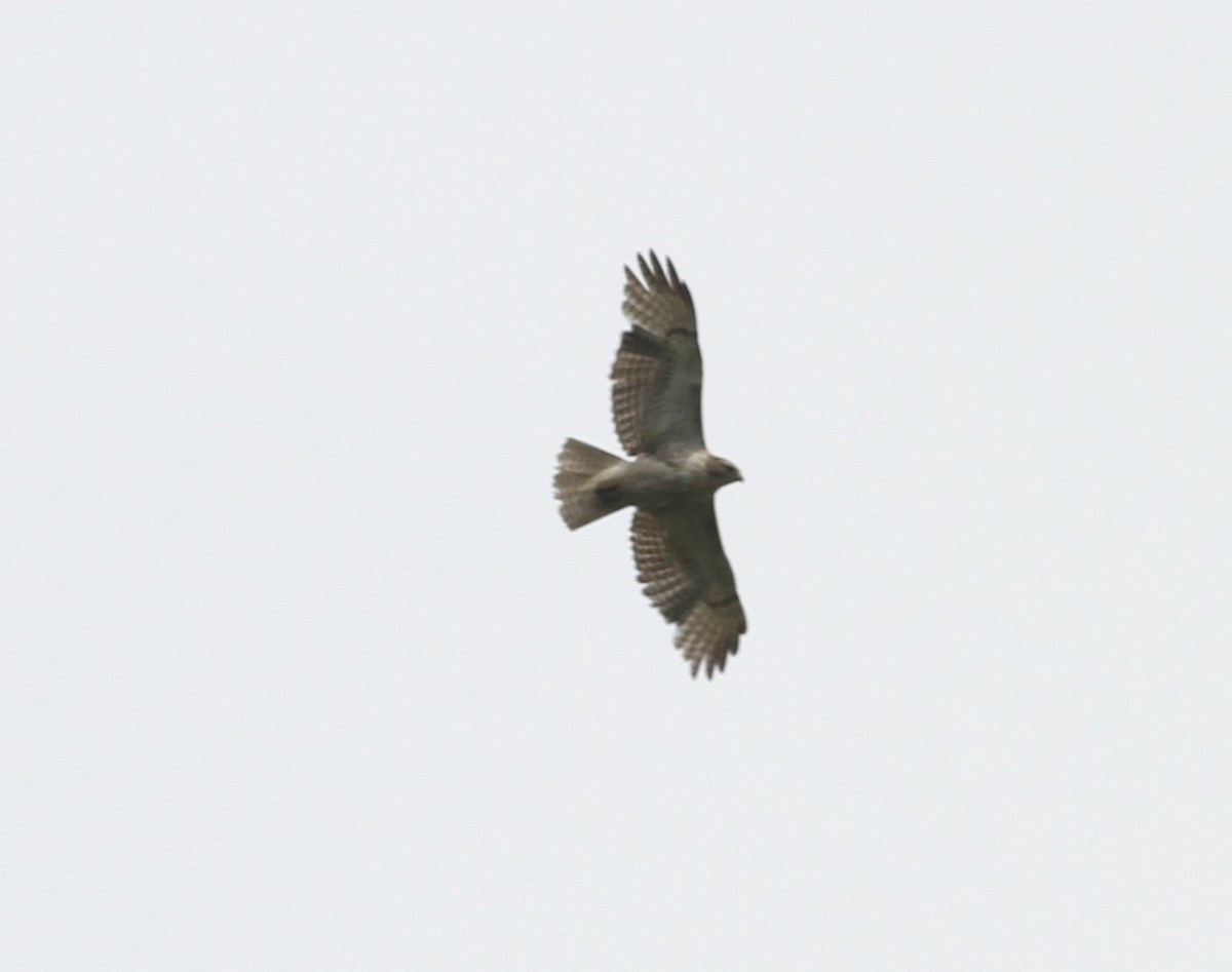 Red-tailed Hawk - ML156274631