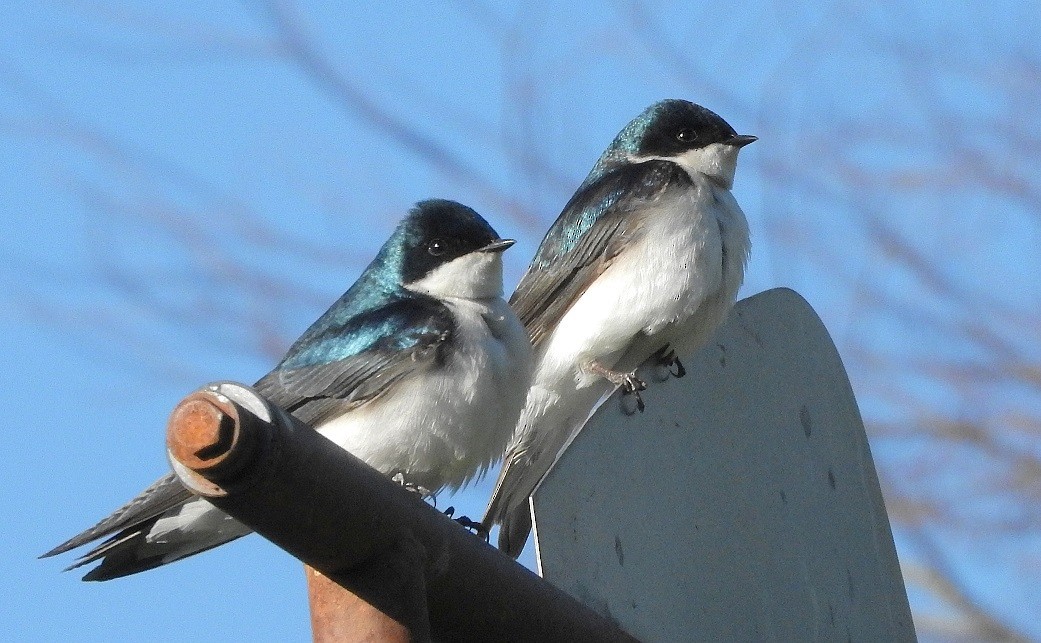 Tree Swallow - ML156274661