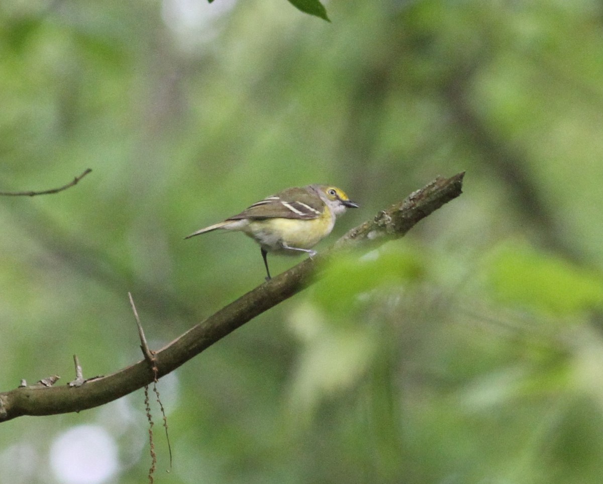 White-eyed Vireo - ML156274741