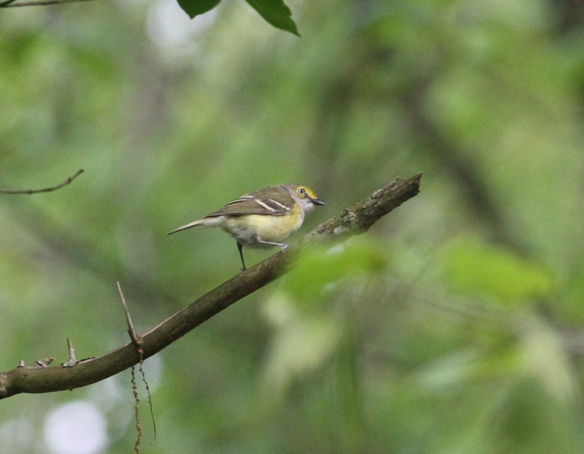 White-eyed Vireo - ML156274751
