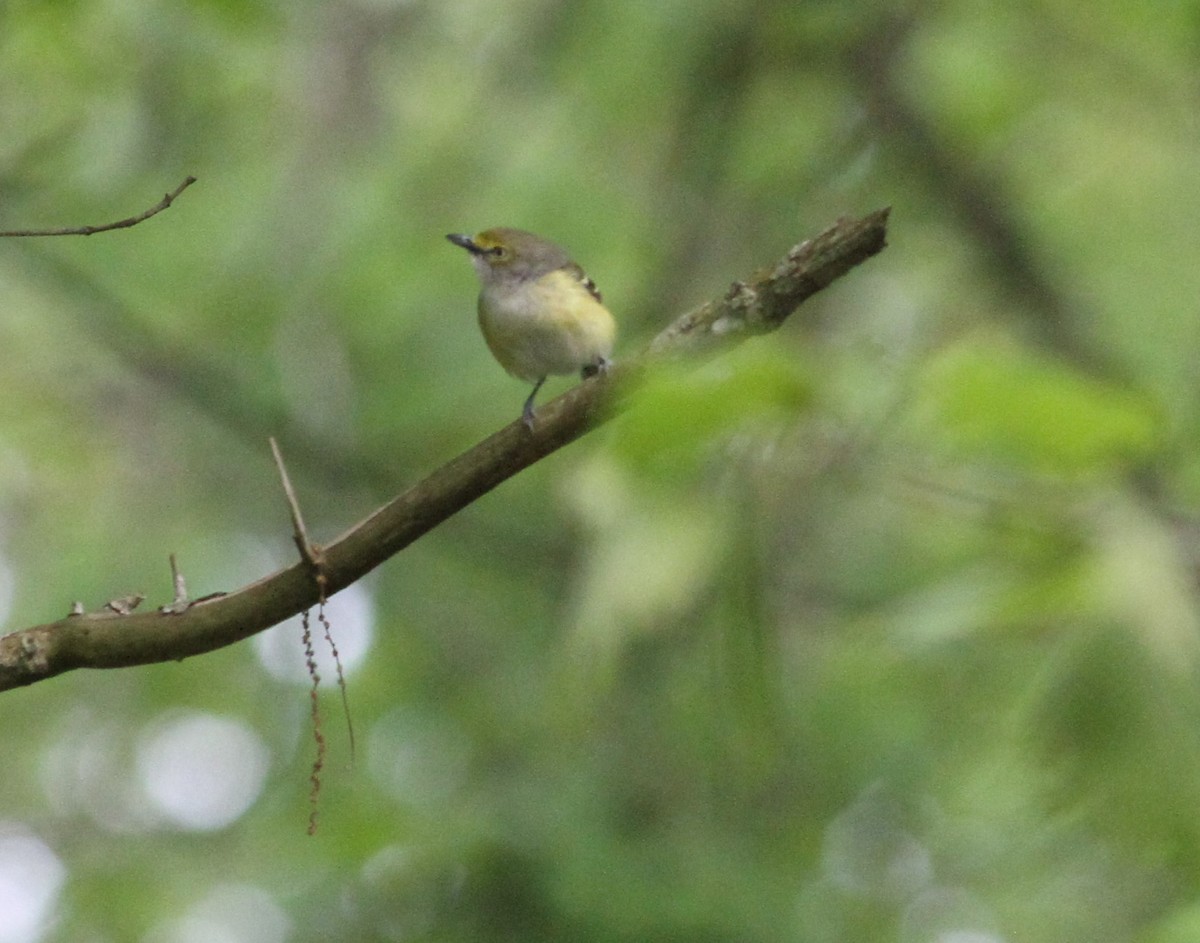 White-eyed Vireo - ML156274761