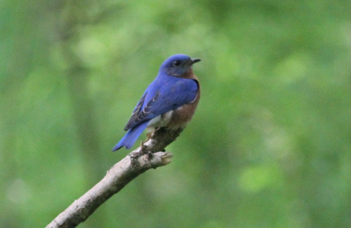 Eastern Bluebird - ML156274831