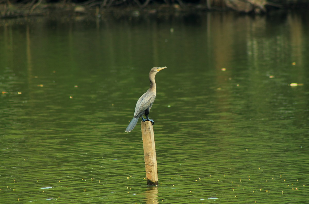 Neotropic Cormorant - Diana B. Raudales