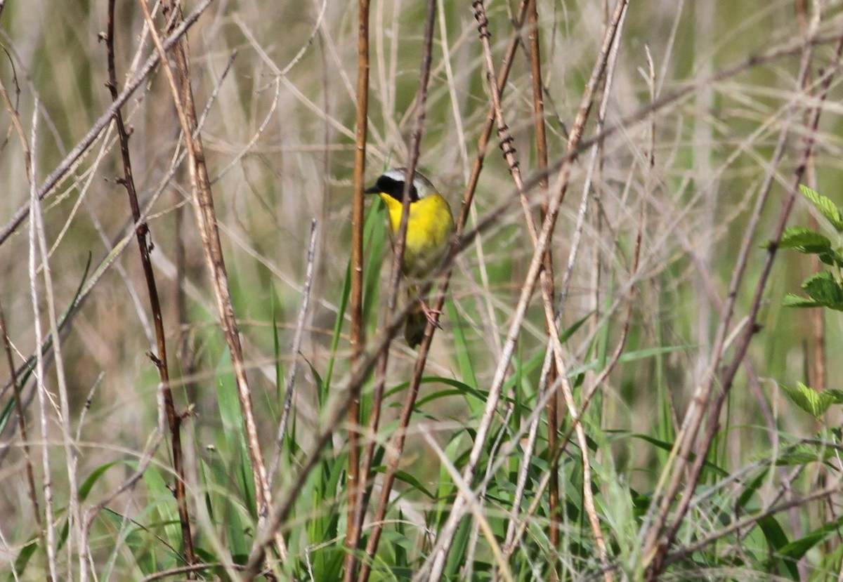 Common Yellowthroat - ML156274981