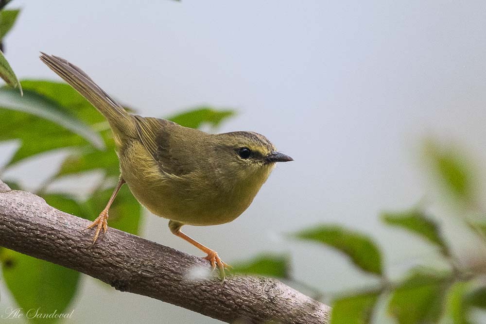 Two-banded Warbler - ML156275001