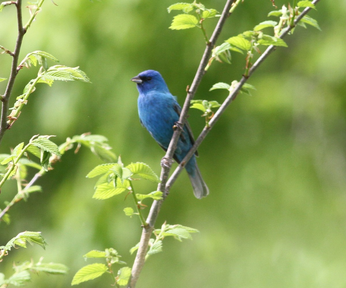Indigo Bunting - ML156275071