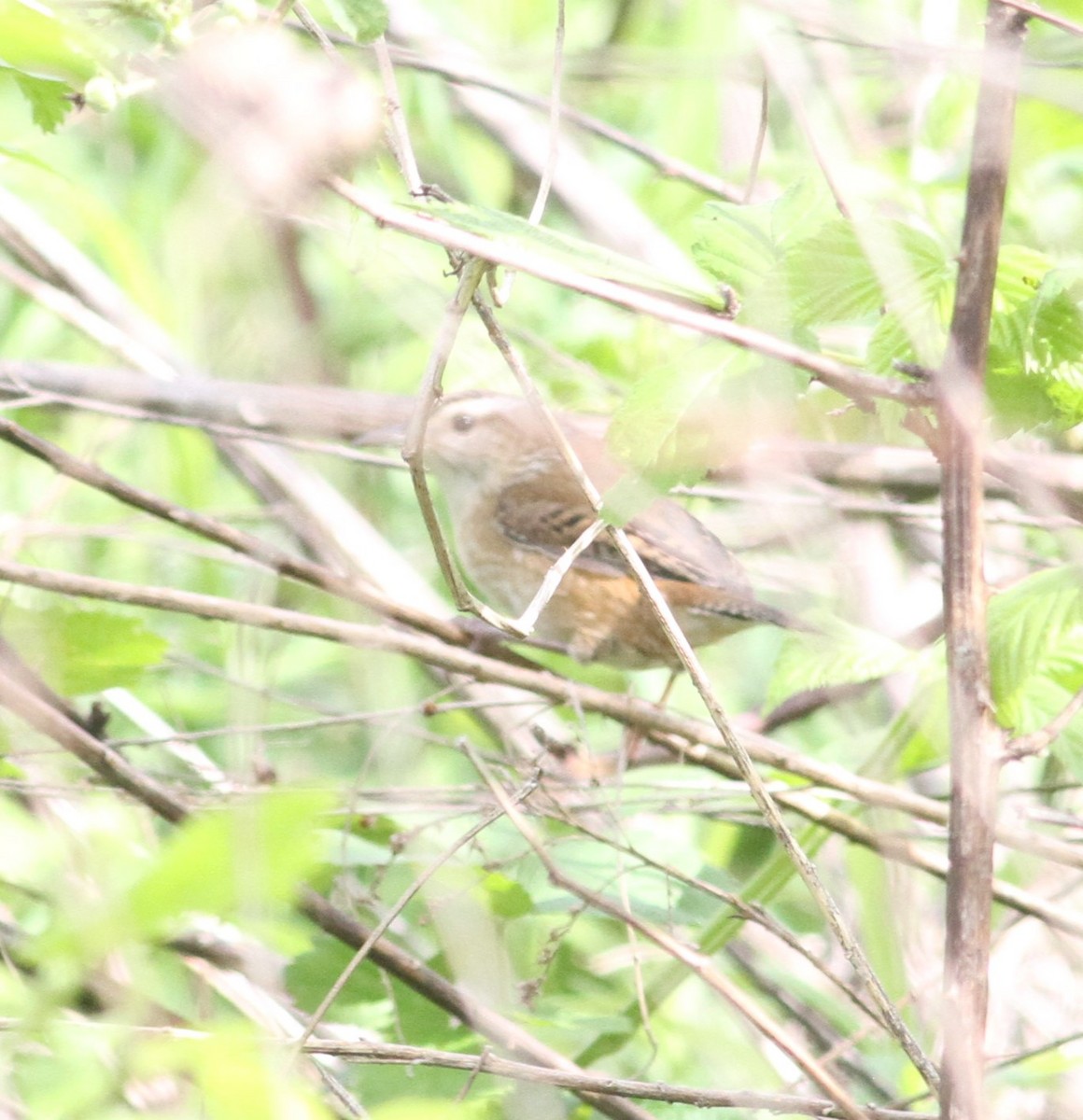 Marsh Wren - ML156275391