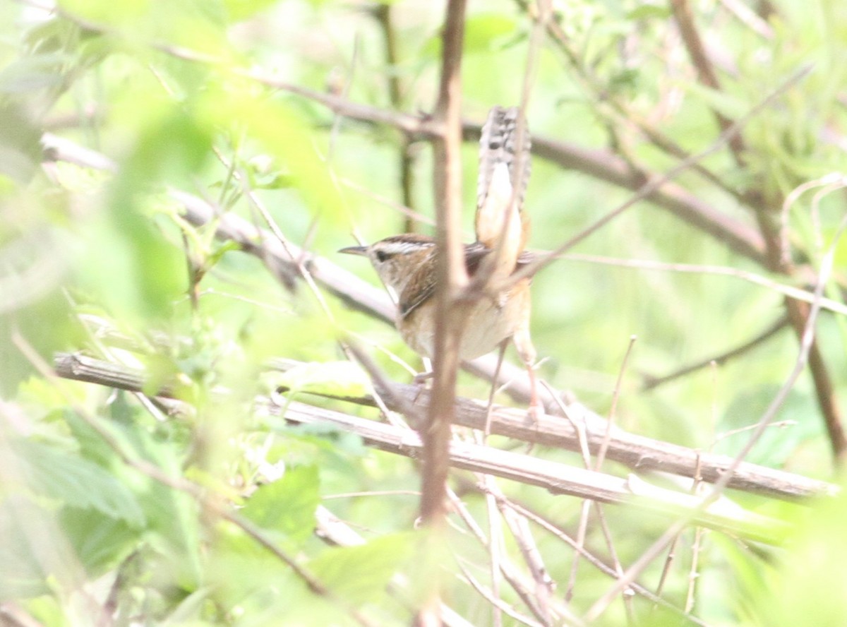 Marsh Wren - ML156275401