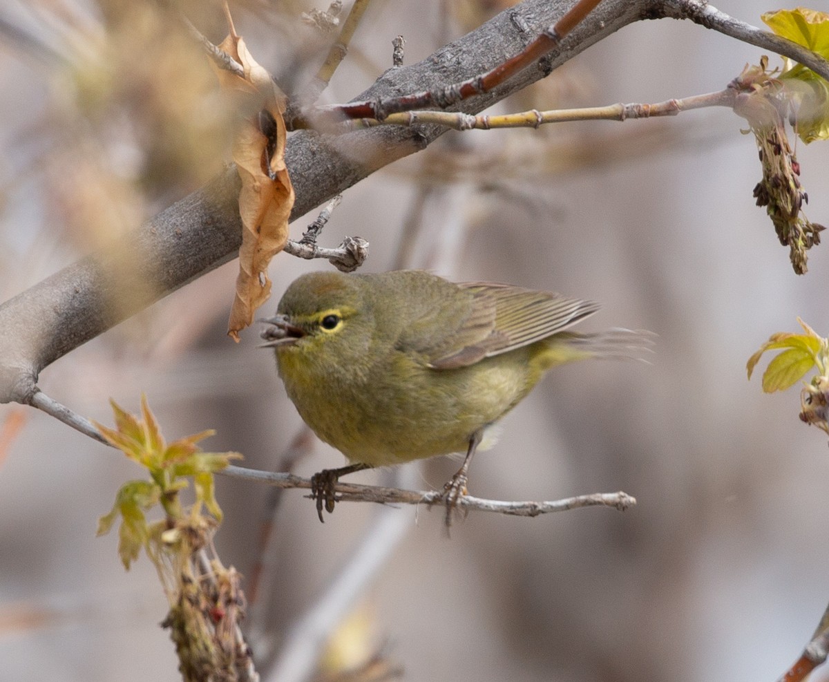 Orange-crowned Warbler - ML156276351