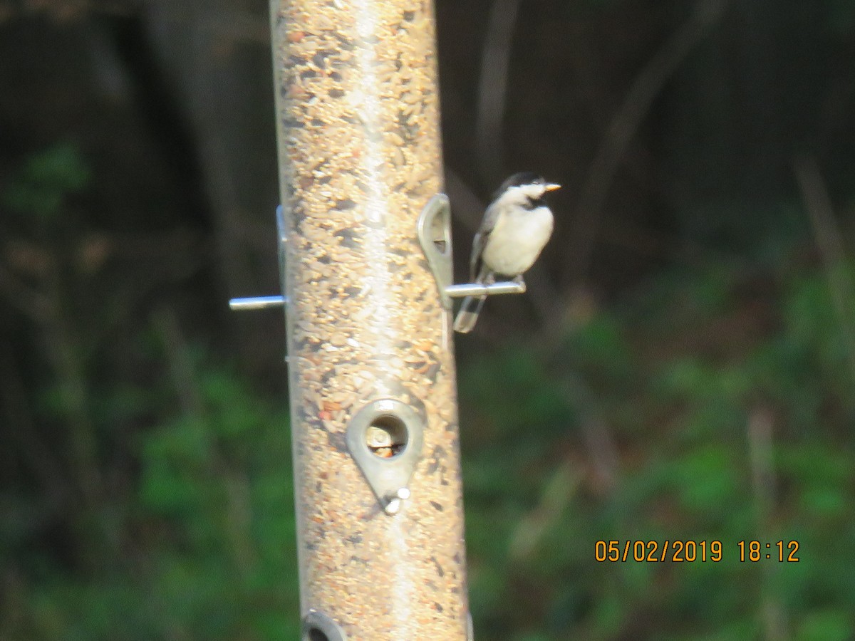 Black-capped Chickadee - ML156276561