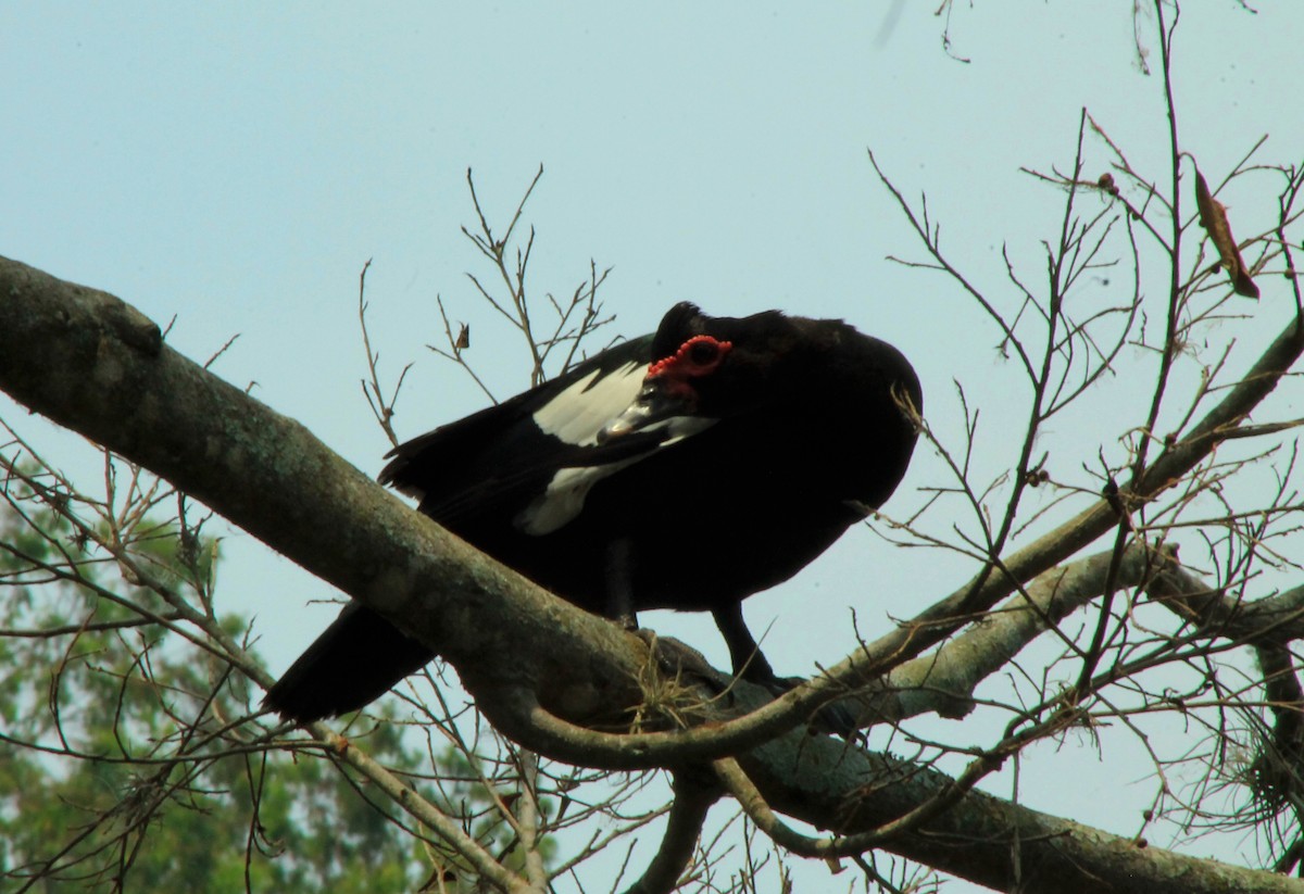 Muscovy Duck - ML156277161