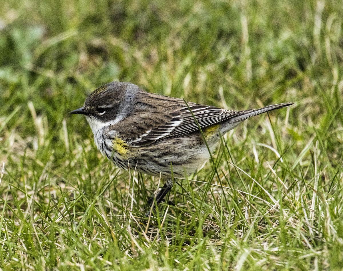 Yellow-rumped Warbler - OA Danielson