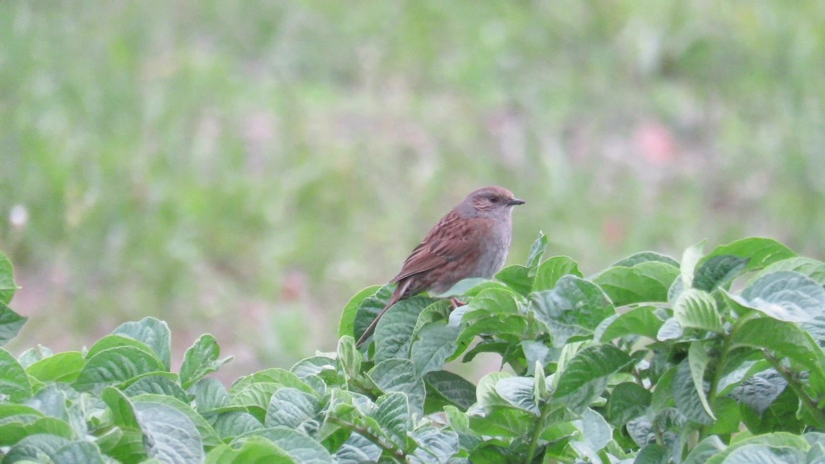 Dunnock - ML156277651