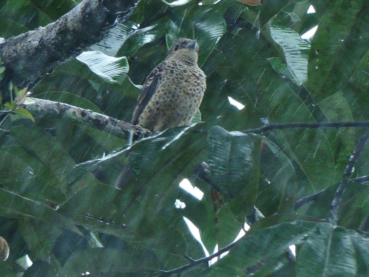 Blue Cotinga - ML156277721