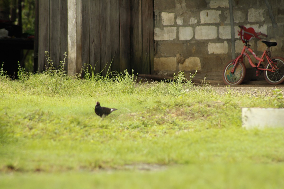 Rock Pigeon (Feral Pigeon) - ML156277731