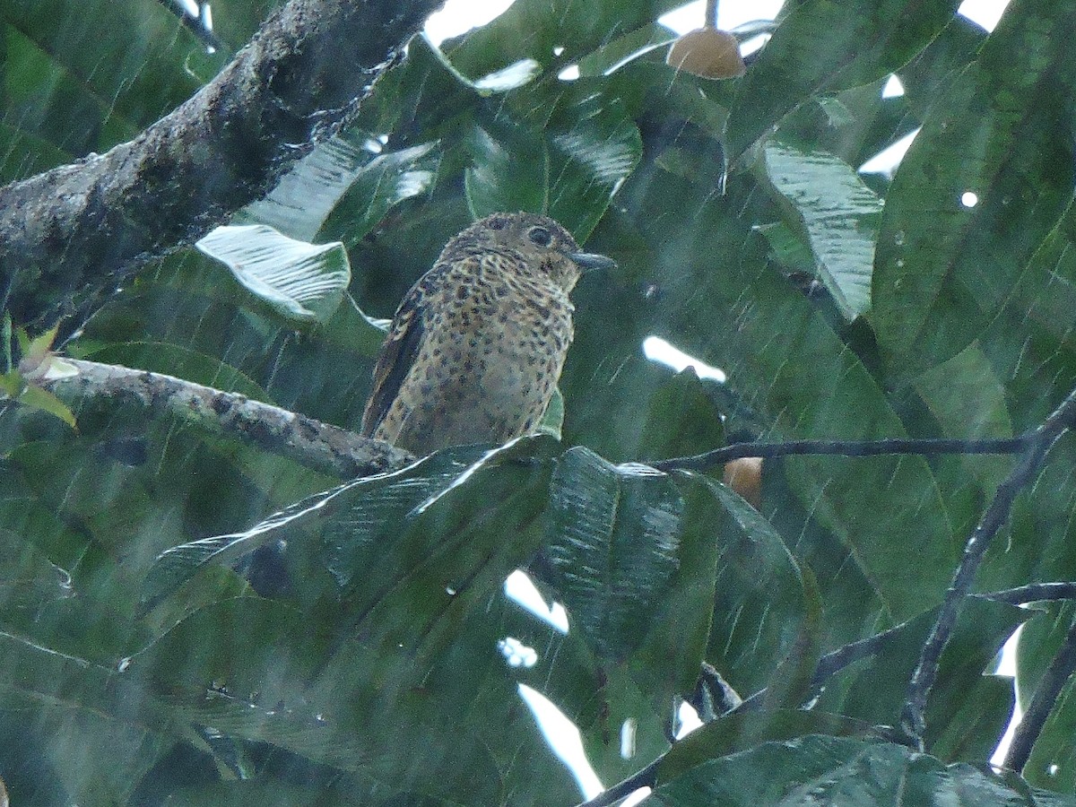 Cotinga Azul - ML156277761