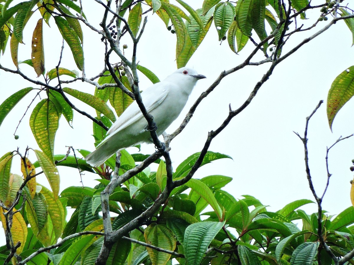Black-tipped Cotinga - ML156277871