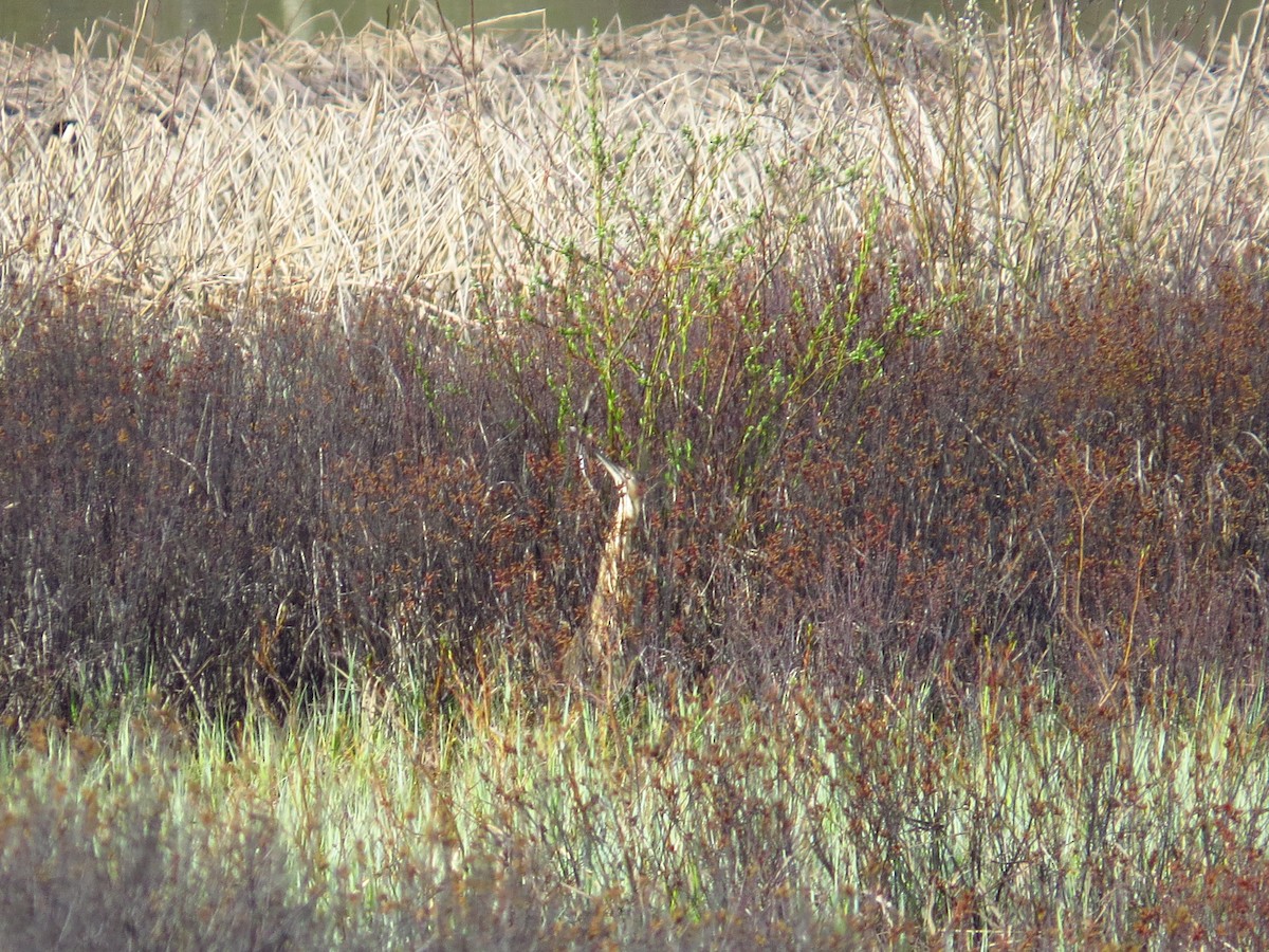 American Bittern - ML156277951