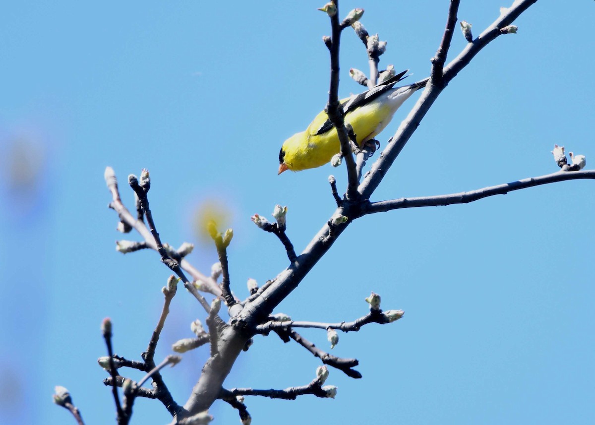 American Goldfinch - ML156278011