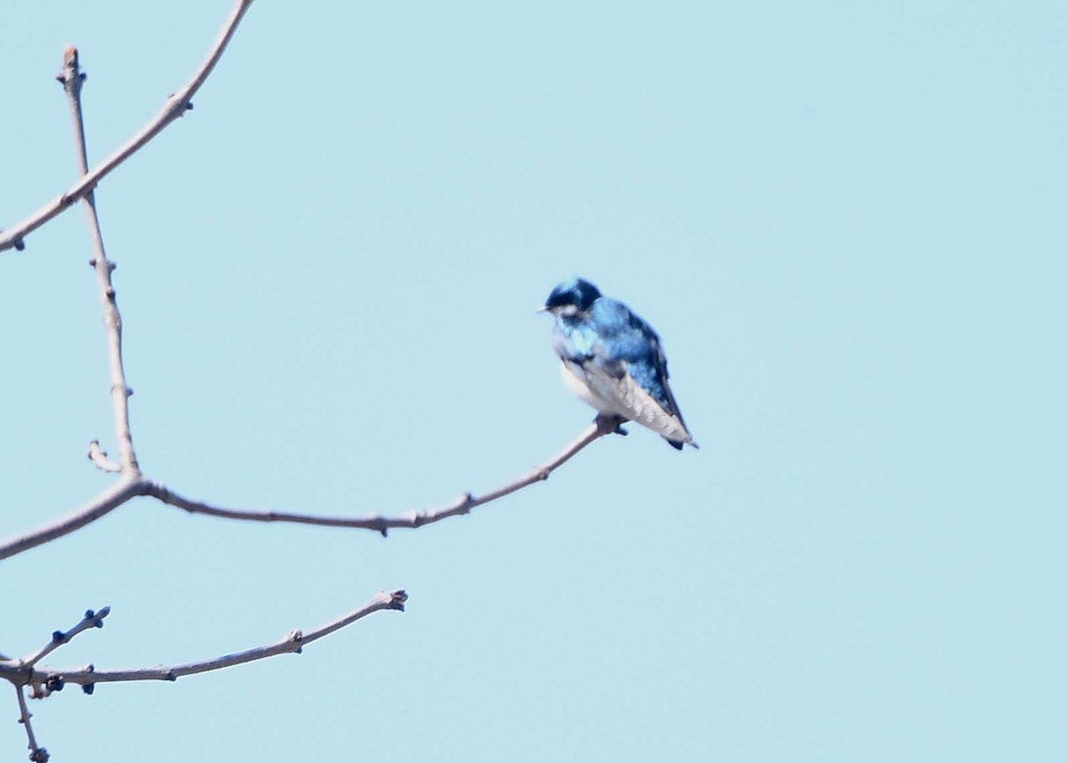 Tree Swallow - ML156278401