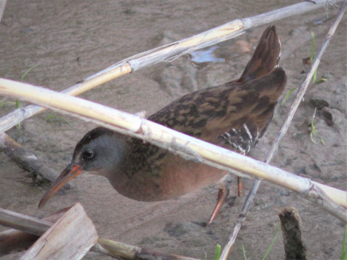 Virginia Rail - Stan Shadick