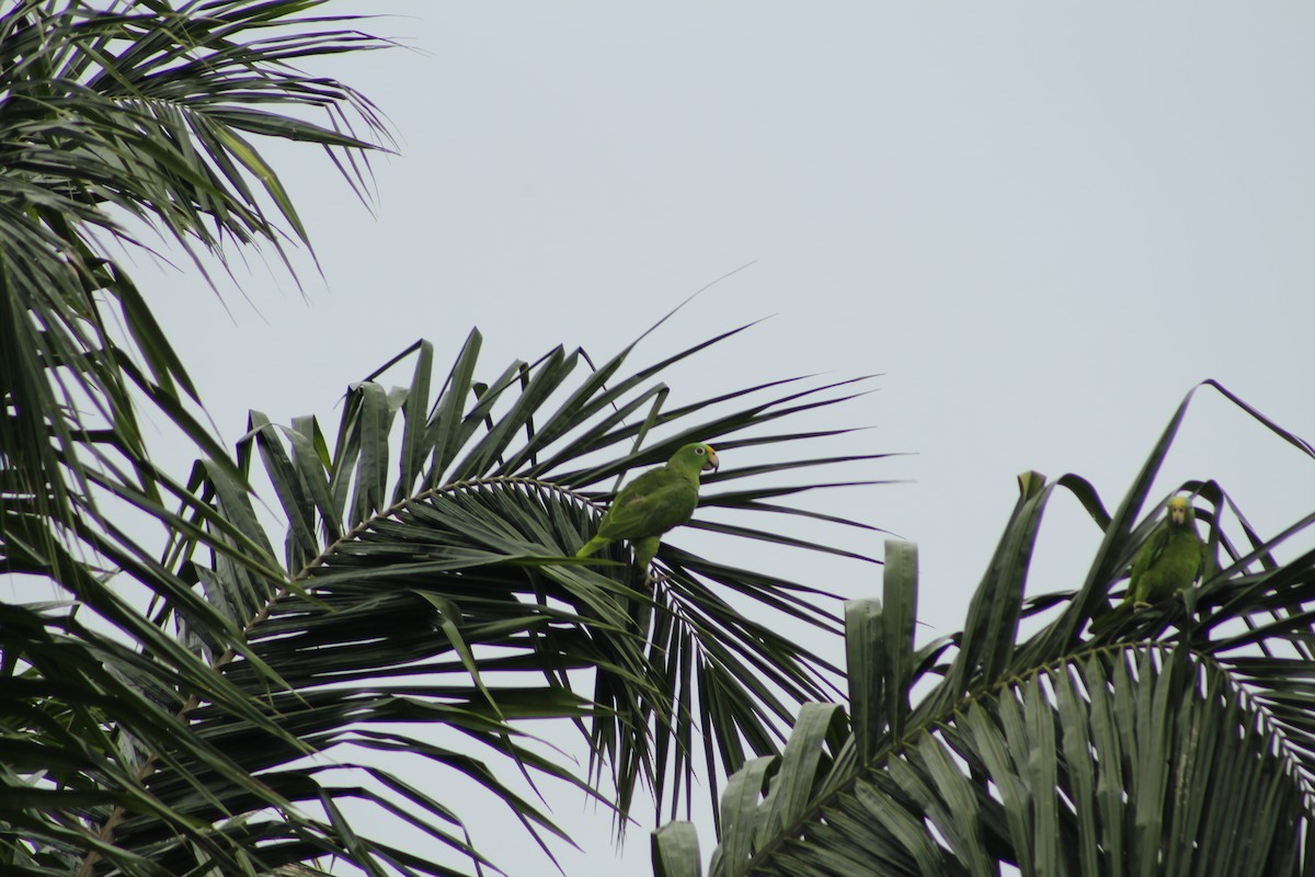 Yellow-crowned Amazon - ML156278641