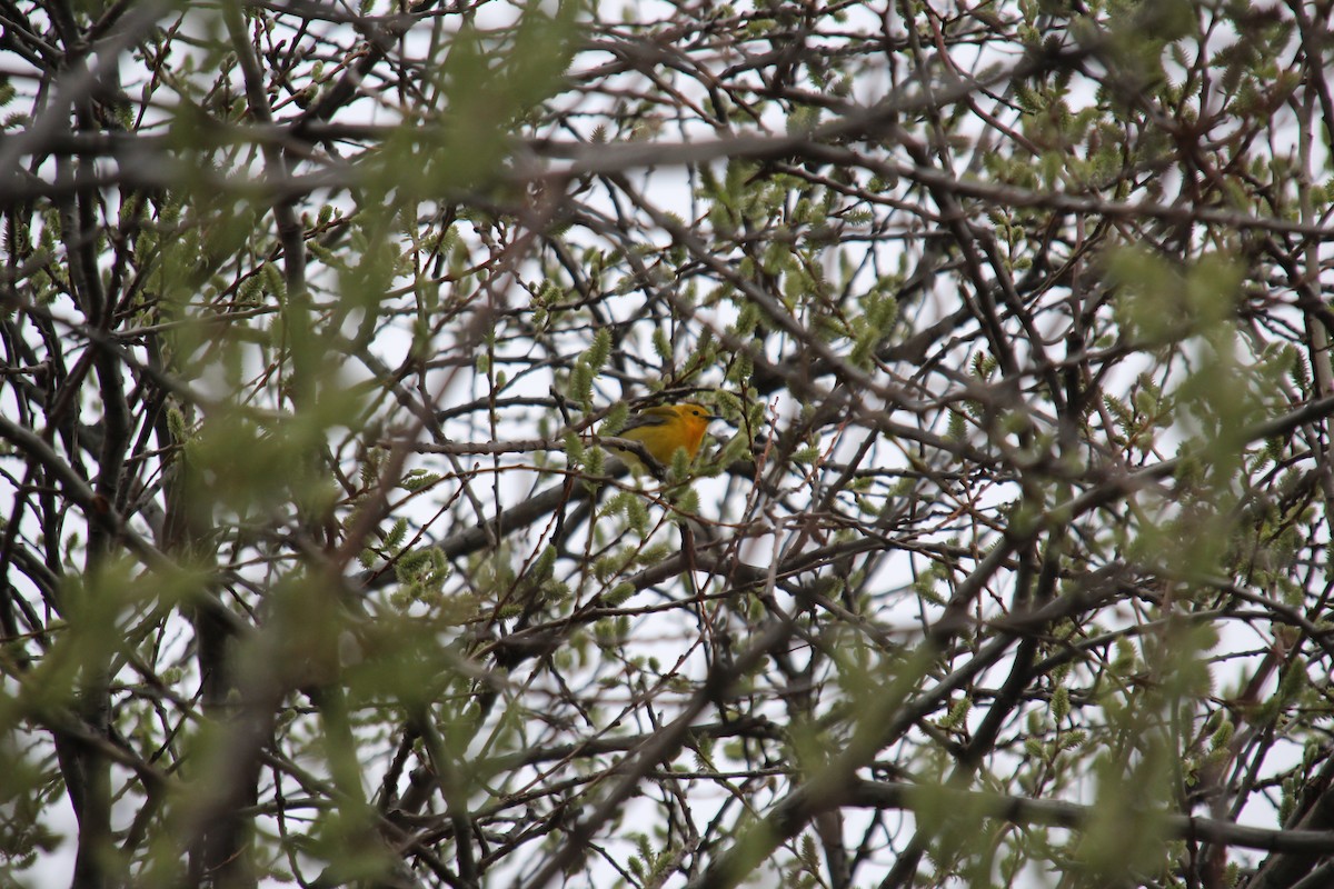 Prothonotary Warbler - Ian Carlsen