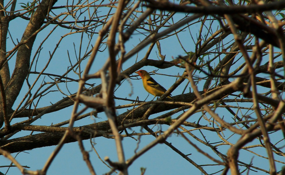 Western Tanager - ML156279371