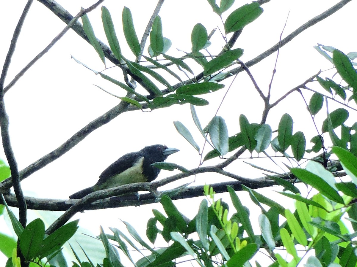 Orange-fronted Barbet - ML156279421