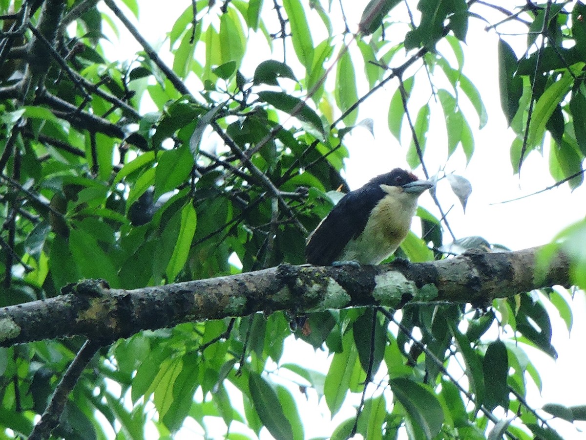 Orange-fronted Barbet - ML156279441