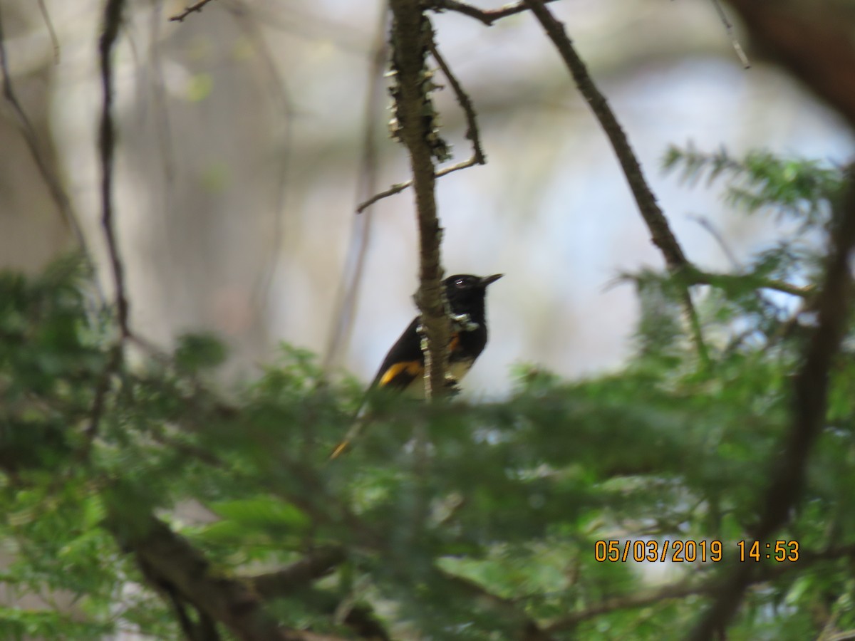 American Redstart - ML156281021